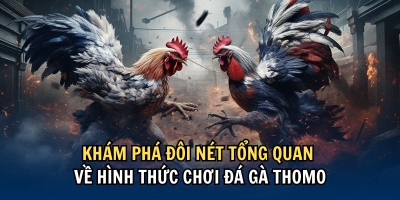 Thomo loại hình chọi kê nổi bật năm 2025