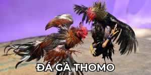 đá gà Thomo tại U888